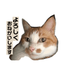 おきらく茶白ねこ3（個別スタンプ：7）