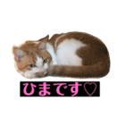 おきらく茶白ねこ3（個別スタンプ：8）