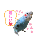 セキセイインコのポンちゃん♪（個別スタンプ：2）