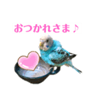 セキセイインコのポンちゃん♪（個別スタンプ：6）