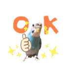 セキセイインコのポンちゃん♪（個別スタンプ：8）