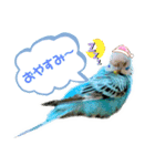 セキセイインコのポンちゃん♪（個別スタンプ：9）