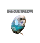 セキセイインコのポンちゃん♪（個別スタンプ：10）