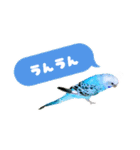 セキセイインコのポンちゃん♪（個別スタンプ：11）