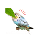 セキセイインコのポンちゃん♪（個別スタンプ：13）