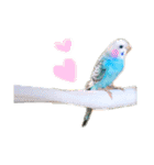 セキセイインコのポンちゃん♪（個別スタンプ：14）
