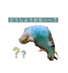 セキセイインコのポンちゃん♪（個別スタンプ：15）
