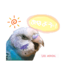 セキセイインコのポンちゃん♪（個別スタンプ：16）