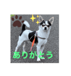 我が家のチワワとダックスです（個別スタンプ：3）