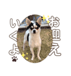 我が家のチワワとダックスです（個別スタンプ：4）