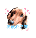 我が家のチワワとダックスです（個別スタンプ：5）