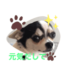 我が家のチワワとダックスです（個別スタンプ：6）
