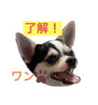 我が家のチワワとダックスです（個別スタンプ：7）