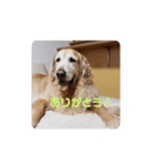 我が家のけいたくん（個別スタンプ：6）