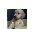 我が家のけいたくん（個別スタンプ：8）