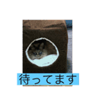 のいの色々スタンプ（個別スタンプ：9）