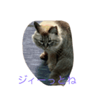 のいの色々スタンプ（個別スタンプ：14）