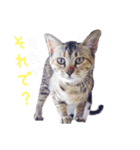 そら＆あずき（個別スタンプ：4）