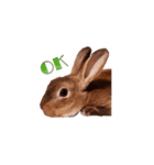 ウサギ バイリンガル（個別スタンプ：1）