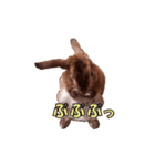 ウサギ バイリンガル（個別スタンプ：3）