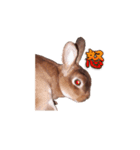 ウサギ バイリンガル（個別スタンプ：4）