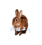 ウサギ バイリンガル（個別スタンプ：6）