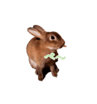 ウサギ バイリンガル（個別スタンプ：10）