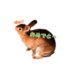 ウサギ バイリンガル（個別スタンプ：11）