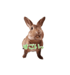 ウサギ バイリンガル（個別スタンプ：13）