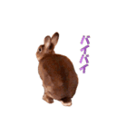 ウサギ バイリンガル（個別スタンプ：14）