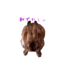 ウサギ バイリンガル（個別スタンプ：15）