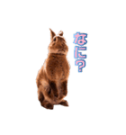 ウサギ バイリンガル（個別スタンプ：16）