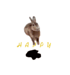 ウサギ バイリンガル（個別スタンプ：22）