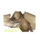 可愛いイタチ（個別スタンプ：7）