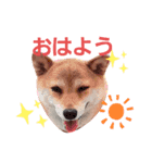 柴犬 しばいぬ はなちゃん1（個別スタンプ：4）