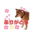 柴犬 しばいぬ はなちゃん1（個別スタンプ：5）