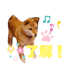 柴犬 しばいぬ はなちゃん1（個別スタンプ：10）