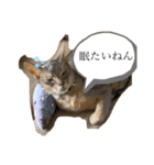 ポーの兄弟（個別スタンプ：7）