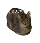 ポーの兄弟（個別スタンプ：11）