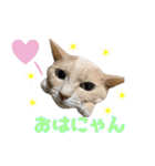 しゅたんぷニャン（個別スタンプ：1）