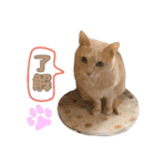 しゅたんぷニャン（個別スタンプ：6）