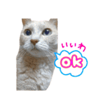 しゅたんぷニャン（個別スタンプ：8）