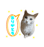 しゅたんぷニャン（個別スタンプ：13）
