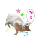 しゅたんぷニャン（個別スタンプ：15）