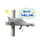 しゅたんぷニャン（個別スタンプ：16）