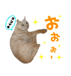 しゅたんぷニャン（個別スタンプ：17）