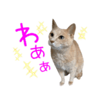 しゅたんぷニャン（個別スタンプ：18）