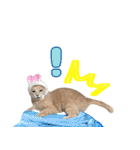 しゅたんぷニャン（個別スタンプ：40）