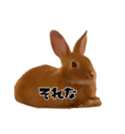 うにウニ雲丹UNI（個別スタンプ：1）
