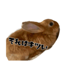 うにウニ雲丹UNI（個別スタンプ：4）